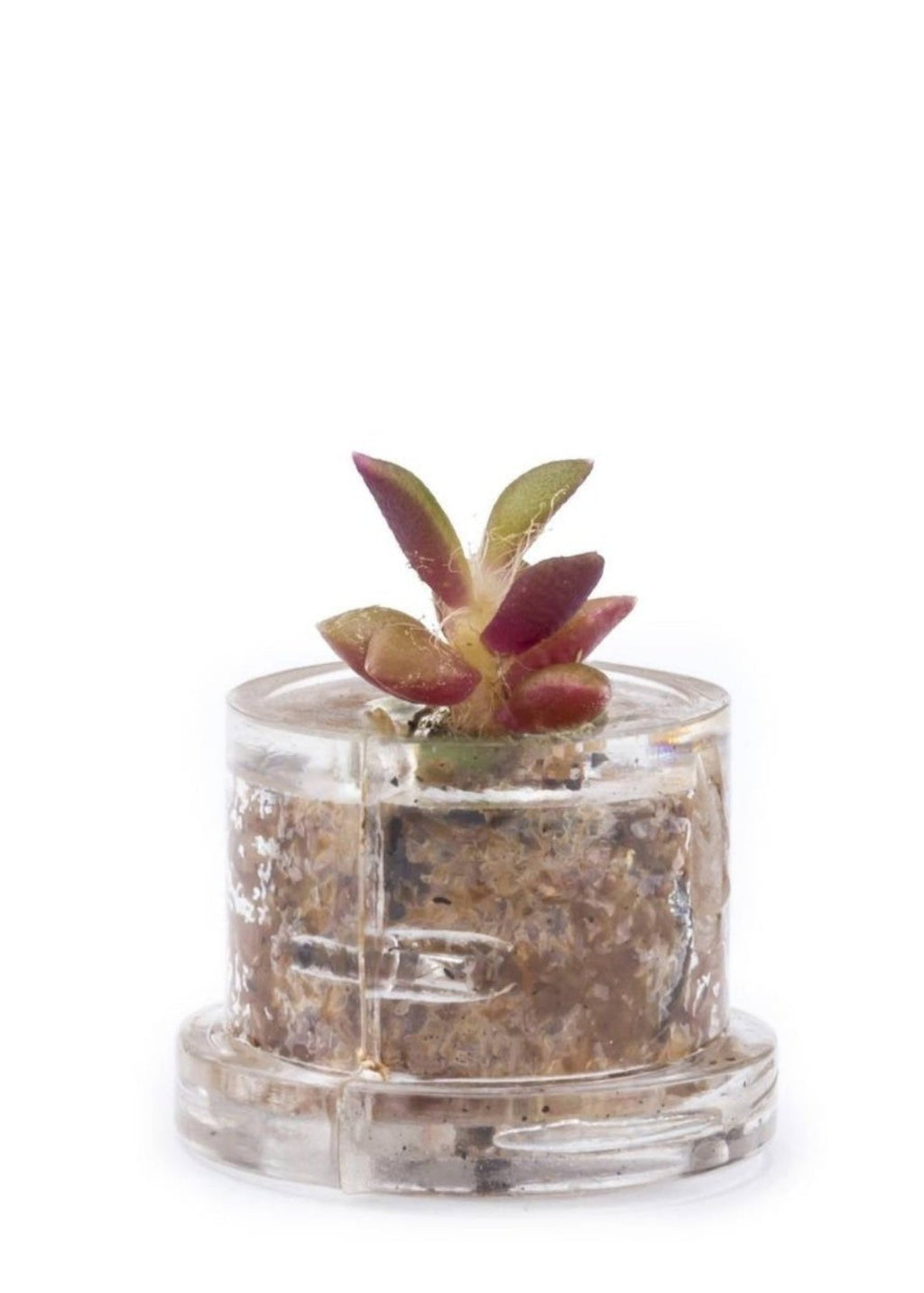 Minì Fun Angie - Dolce e romantica, rappresenta l'amore!