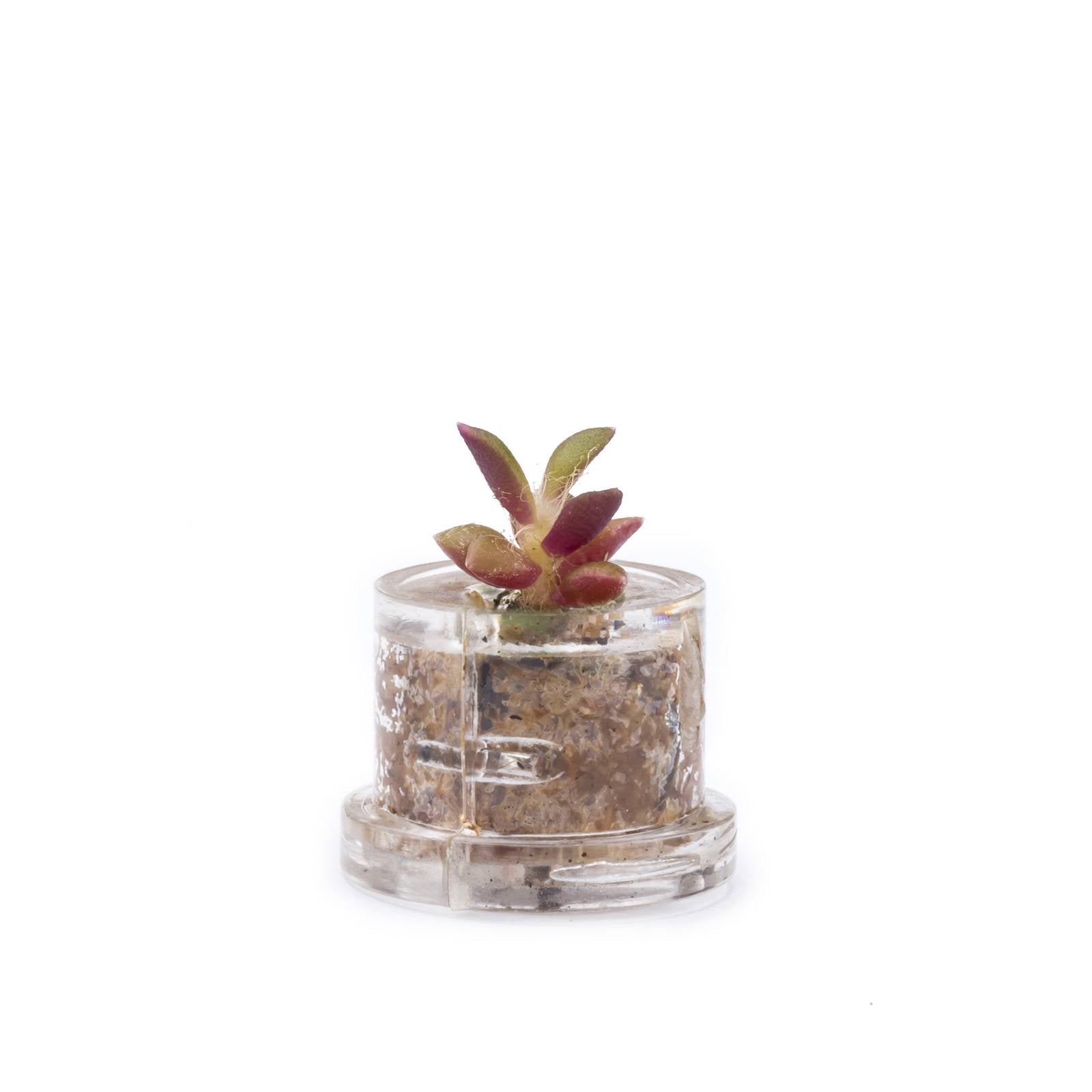 MINIFUN - EASYPACK - ANGIE