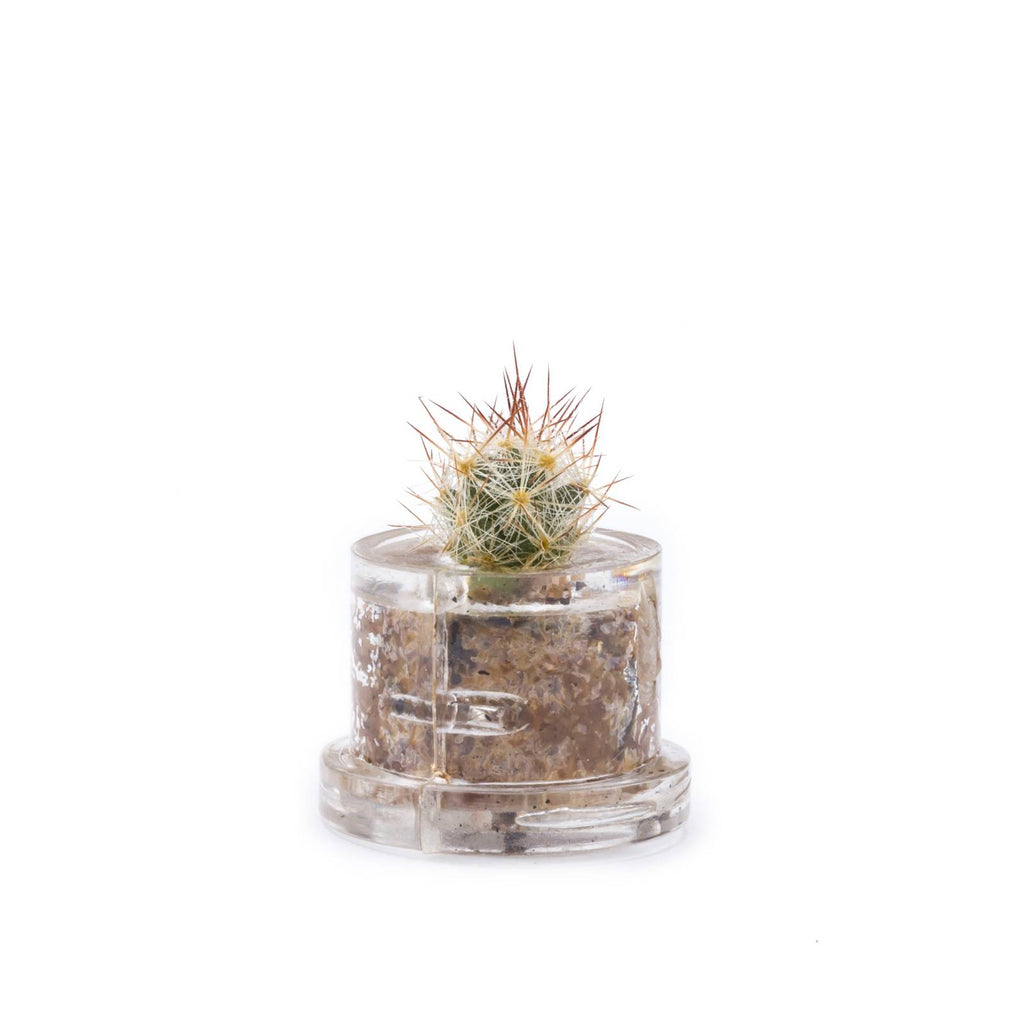 MINIFUN – EASYPACK – HOLLY