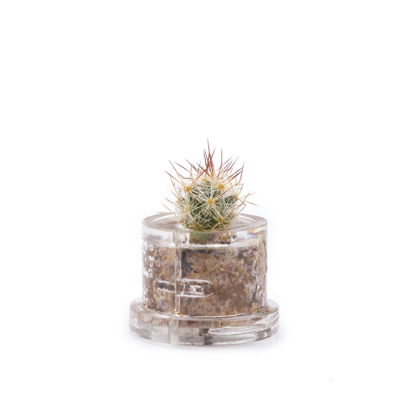 MINIFUN – EASYPACK – HOLLY