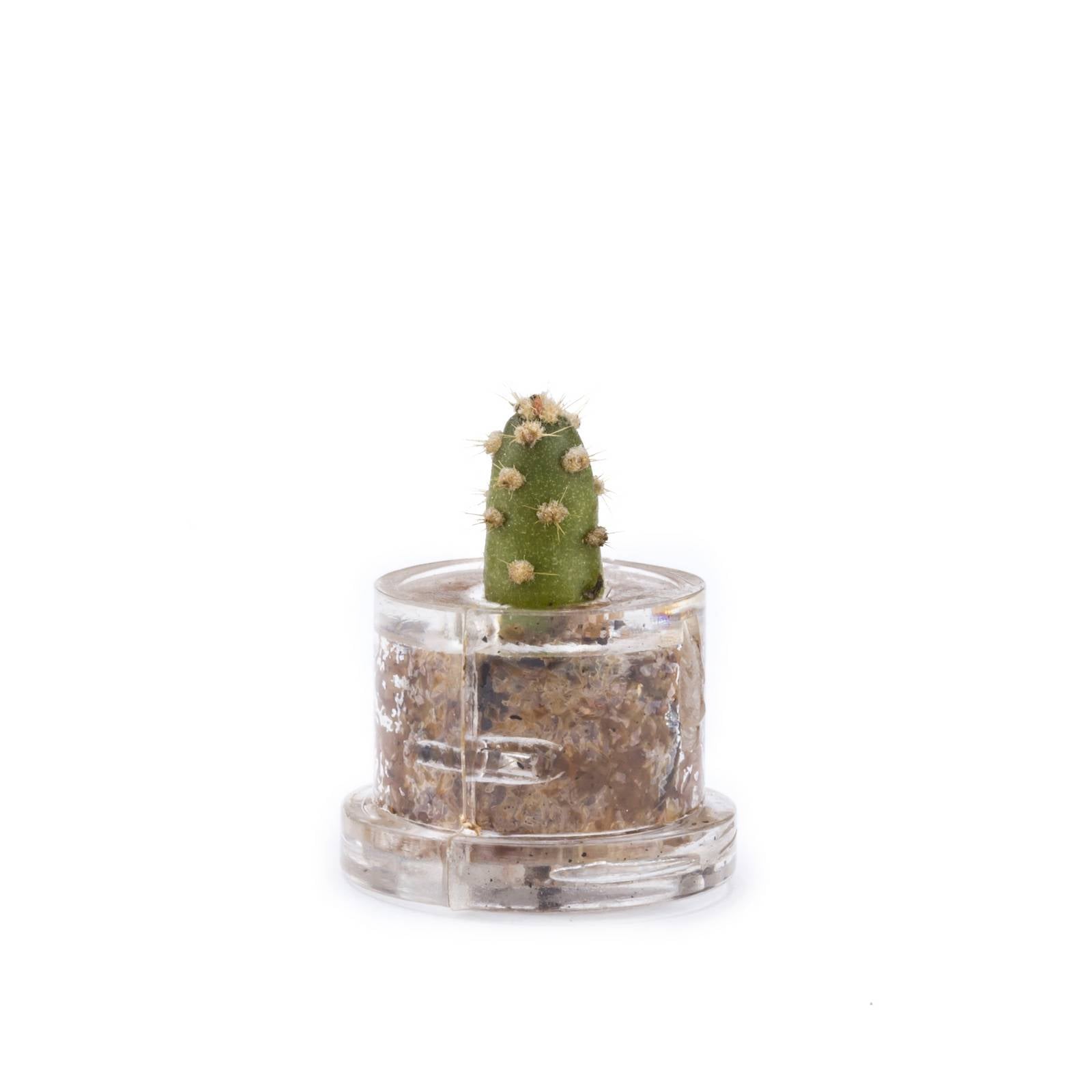 MINIFUN – EASYPACK – JOY