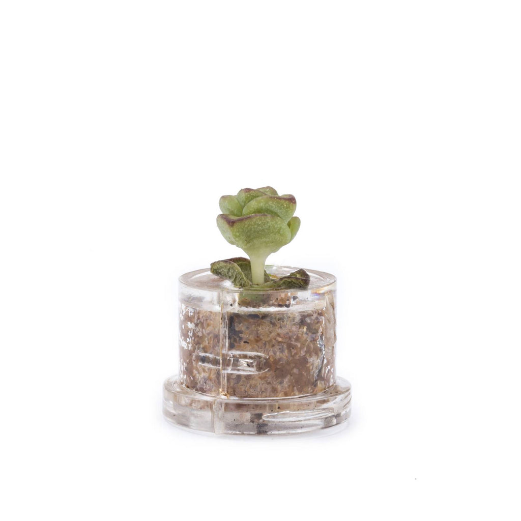 MINIFUN - EASYPACK - SOPHIE