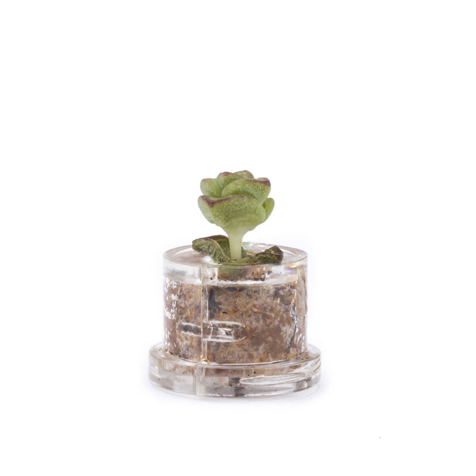 MINIFUN - EASYPACK - SOPHIE