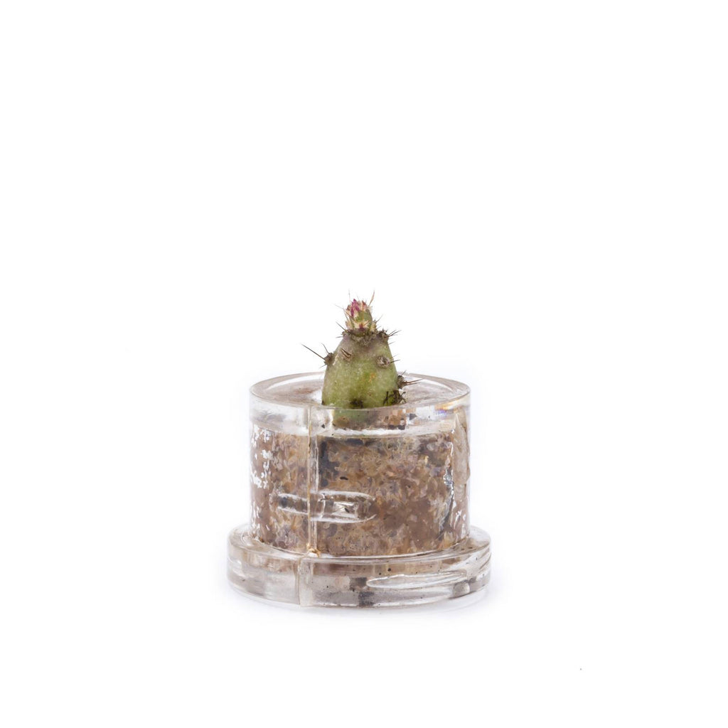 MINIFUN - EASYPACK - SUE