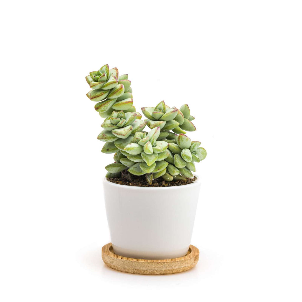 Minì Fun Sophie - Accattivante e sensuale, rappresenta la passione!